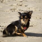 Psi žerou výkaly: Proč a jak tomu zabránit?