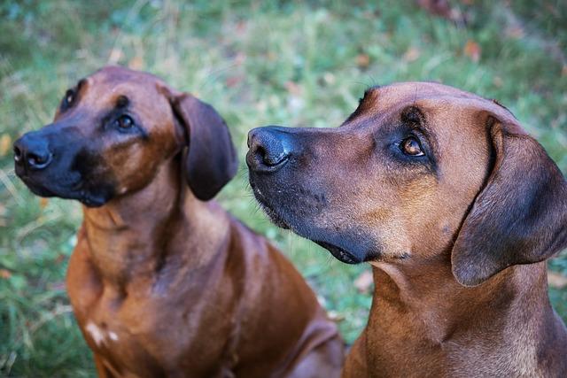 Ridgeback fena: Charakteristika a péče o plemeno!
