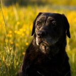 Labrador vs. zlatý retrívr: Který je pro vás ten pravý?