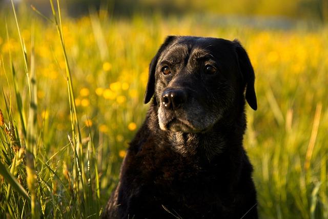 Labrador vs. zlatý retrívr: Který je pro vás ten pravý?