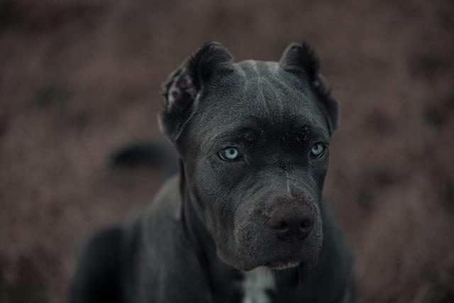 Bandog fena: Silná a odvážná společnice!