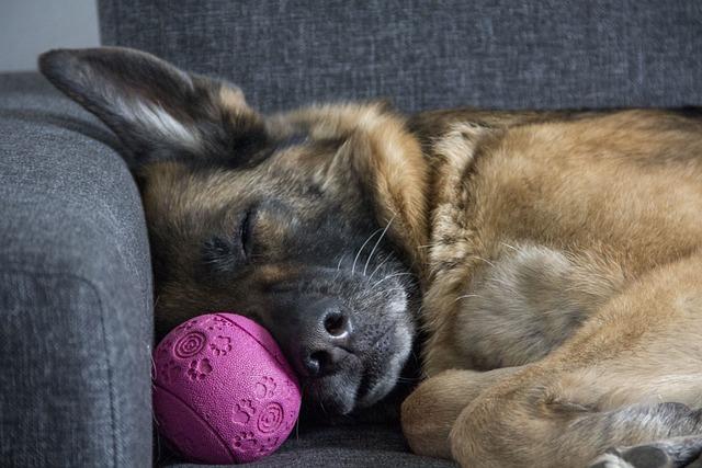 Kříženec Pomeranian a Německý Špic: Dvojitá Roztomilost