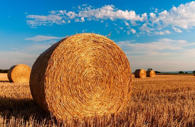 Kojící fena: ‍Jak zajistit správnou výživu a péči