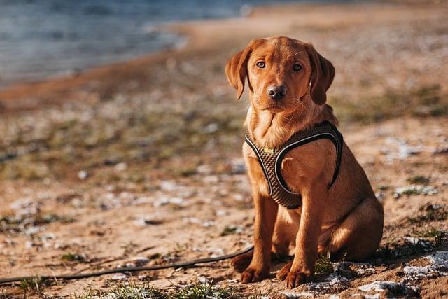Tipy pro přípravu na nákup labradorského retrívra s PP: Co zvážit předtím, než se rozhodnete?