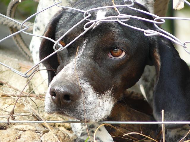 Bandog fena: Silná a odvážná společnice!