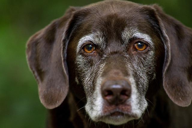Doporučení pro nákup labradorského retrívra s PP: Jak najít ideálního chovatele?