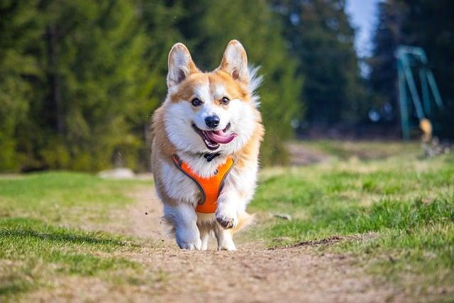 Pembroke vs. Cardigan: Rozdíly mezi dvěma typy Corgi, které musíte znát