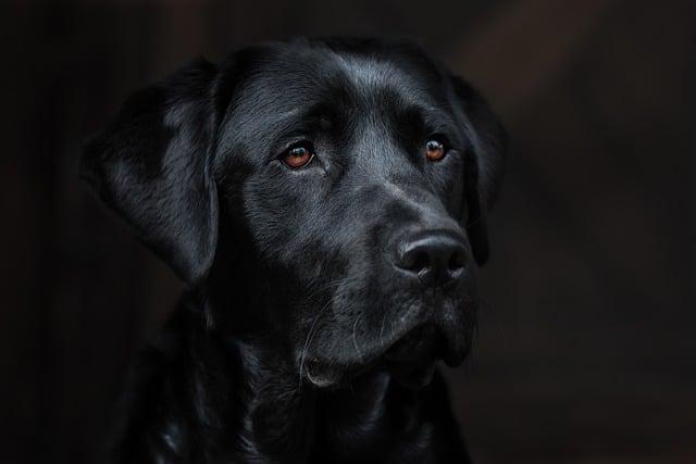 Důležitost‌ pohybu a cvičení pro labradora hnědého fenu