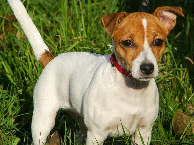 Poznejte skvělou povahu Jack Russell Terriera