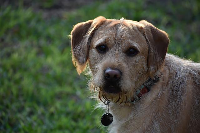 Je labradoodle vhodným společníkem pro ​rodiny s ​dětmi?