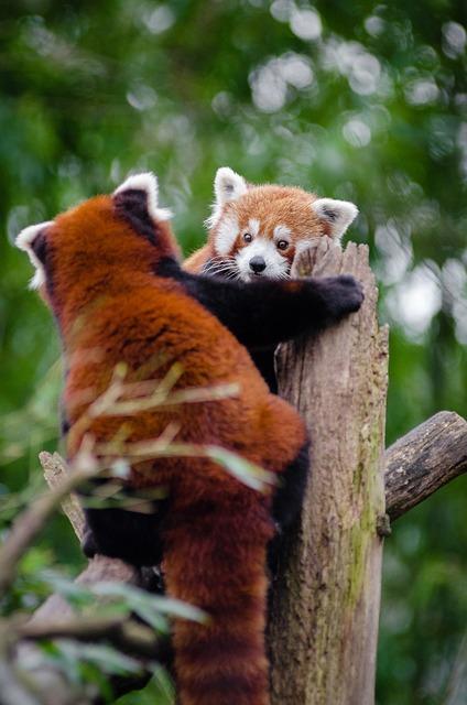 Březost Akita Inu: Kdy a Jak Připravit Fenu na Štěňata