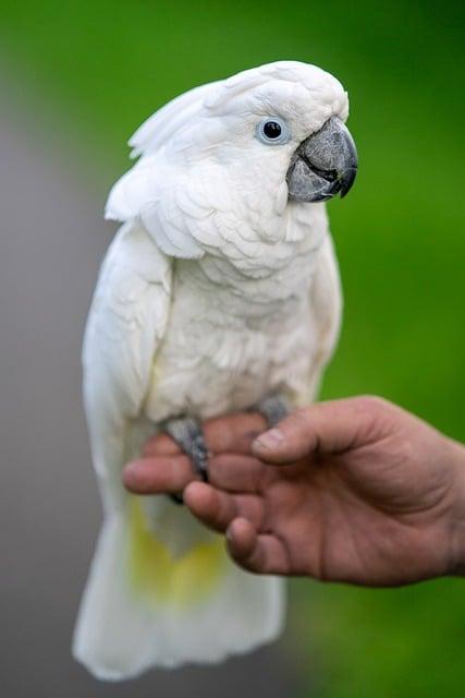 Kakadu - plemeno psa s minimálními potřebami pro bytové⁣ prostředí