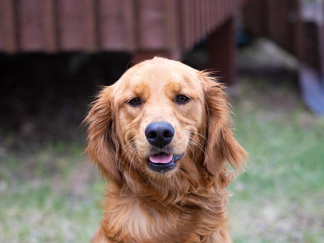 - ⁣Nejoblíbenější pet-friendly⁢ zoo destinace pro psa