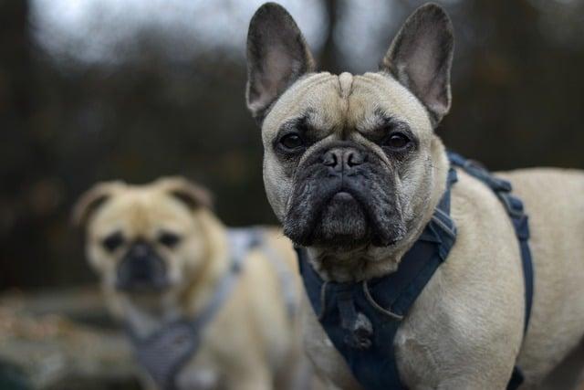 Francouzský buldoček anglicky: A Guide to Frenchies