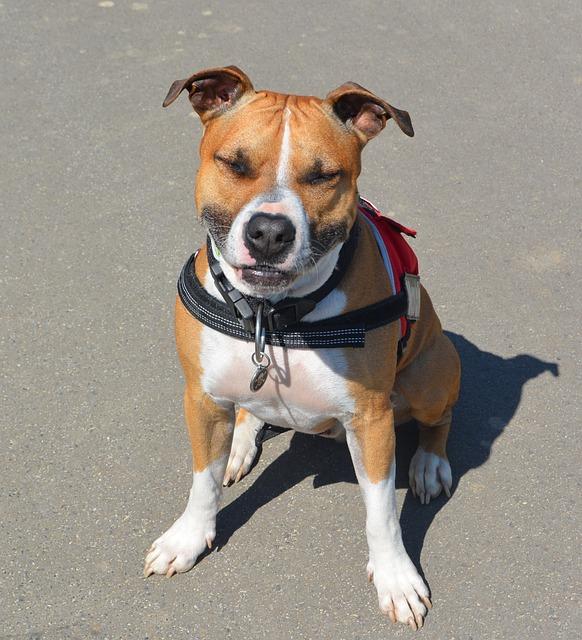 Jaké jsou potřeby Amstaff feny?