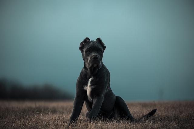 Jak vybrat ‍správnou bandog‍ fenku pro ⁤vaši rodinu?