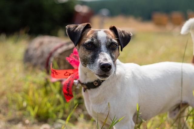 Jak správně vytvořit hranice a pravidla pro vašeho Jack Russell Teriéra
