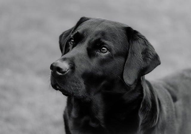 Historie ‍a původ plemene labrador ⁣hnědý fen