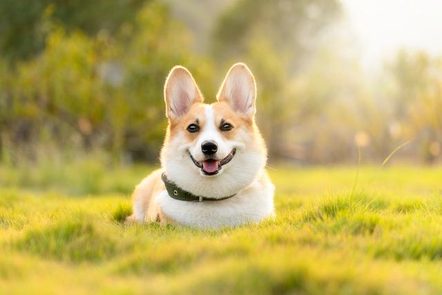 Jaký vliv má plemeno Corgi na vaši rodinu a životní styl