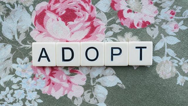 Proč adoptovat fenku Fenu křížence?