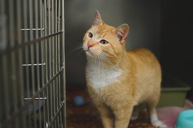 Kde najít renomovanou veterinární kliniku pro očipování psa