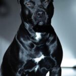 Stafordšírský bulteriér v zimě: Jak ho chránit?