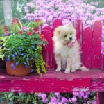 Pomeranian Přesrstění: Jak Zvládnout Tuto Výzvu?