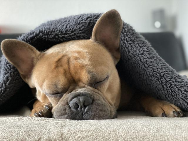 Francouzský buldoček a mops: Který je pro vás?