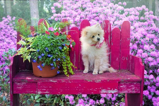 Pomeranian Sám Doma: Jak Zůstat v Pohodě Bez Vás