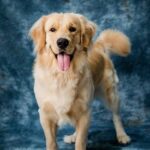 Labrador fena: Jak vybrat a co očekávat?