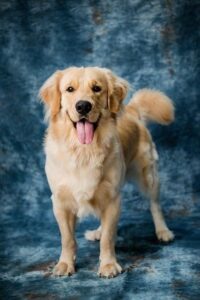 Labrador fena: Jak vybrat a co očekávat?