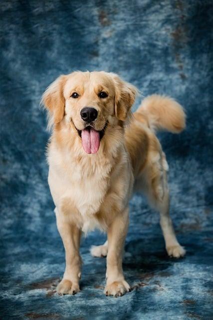 Labrador fena: Jak vybrat a co očekávat?
