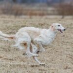 Agility s francouzským buldočkem: Jak začít?