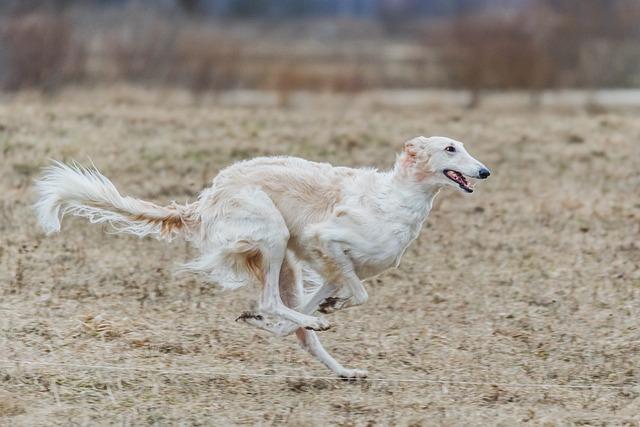 Agility s francouzským buldočkem: Jak začít?