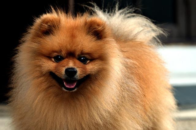 Pomeranian Vývoj: Od Štěněte po Dospělého Psíka