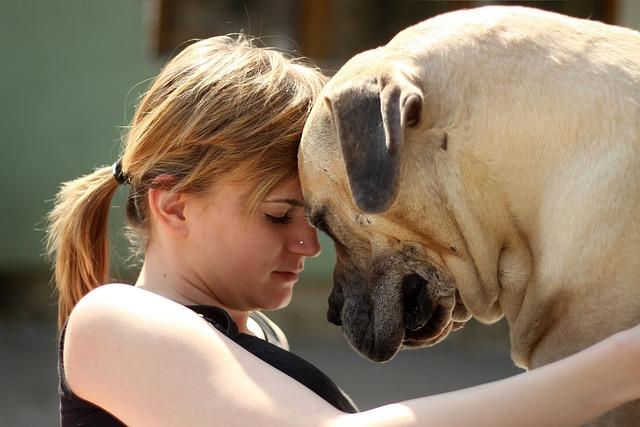 Boerboel fena: Silná ochránkyně a milující společnice!