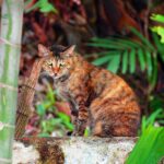 Bílý švýcarský ovčák: Pes nebo fena pro vaši rodinu?