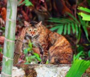 Bílý švýcarský ovčák: Pes nebo fena pro vaši rodinu?