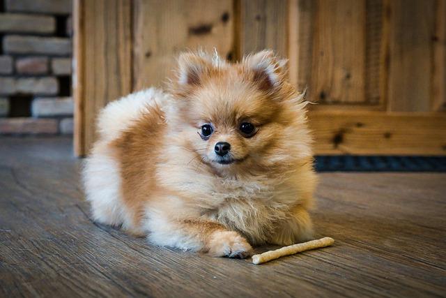 Rozdíl Trpasličí Špic a Pomeranian: Poznejte je!