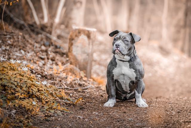 Stafordšírský bulteriér vs. Americký pitbull: Porovnání