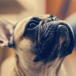 Francouzský buldoček kadí krev: Co to signalizuje?