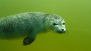 Jak si Udělat Chovnou Stanici Pomeranianů: První Kroky