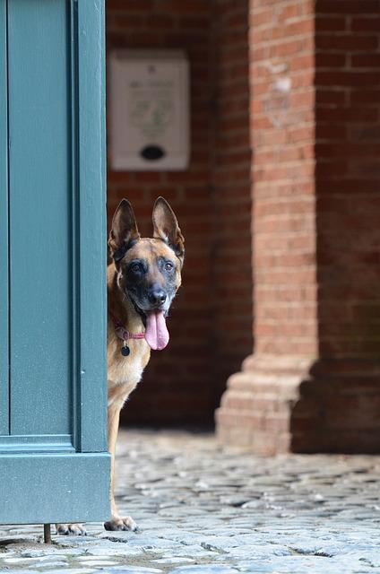 Malinois fena: Výcvik a péče o tuto inteligentní pracovní plemeno