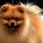 Kde Seženu Pomeraniana: Tipy na Spolehlivé Zdroje