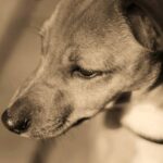 Kříženec amerického bulla a francouzského buldočka