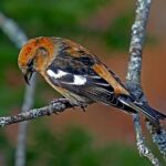 Kříženec bostonského teriéra a francouzského buldočka