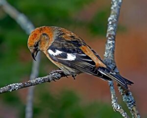 Kříženec bostonského teriéra a francouzského buldočka