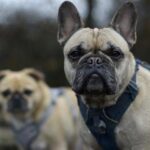 Nateklé oči u francouzského buldočka: První pomoc
