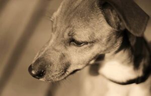 Kříženec Pomeraniana a Huskyho: Nečekaná Kombinace
