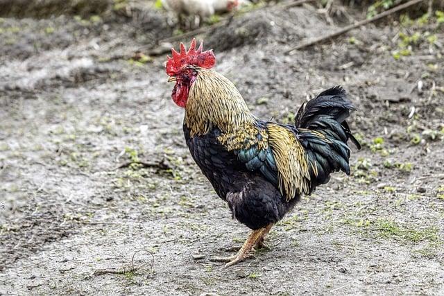 Jak se chovat k feně během období hárání?